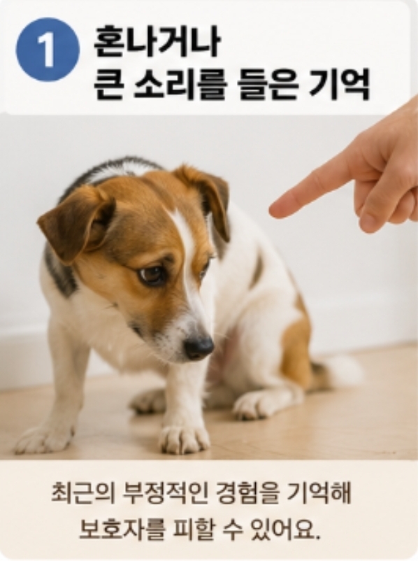 강아지가 갑자기 나를 피하는 이유 7가지 — 사진 3