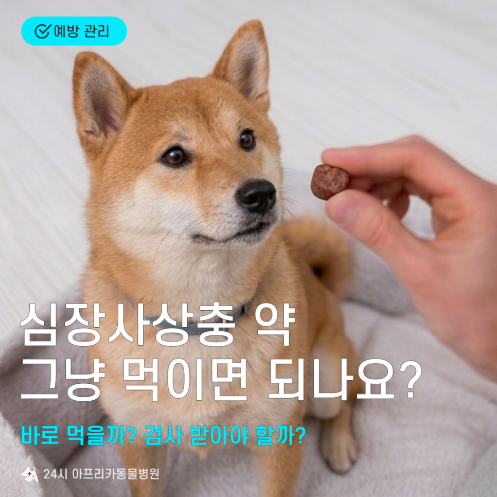 강아지 심장사상충 예방, 검사 없이 먹여도 될까?