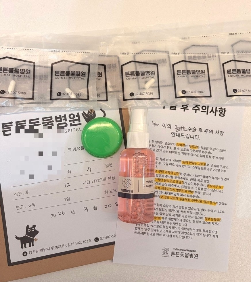 브리티쉬 숏헤어 중성화 수술 후기: 위례 튼튼동물병원 — 사진 4