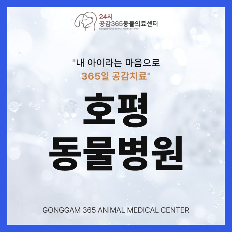 강아지 강아지 십자인대 파열, 호평동물병원 증상 및 치료법