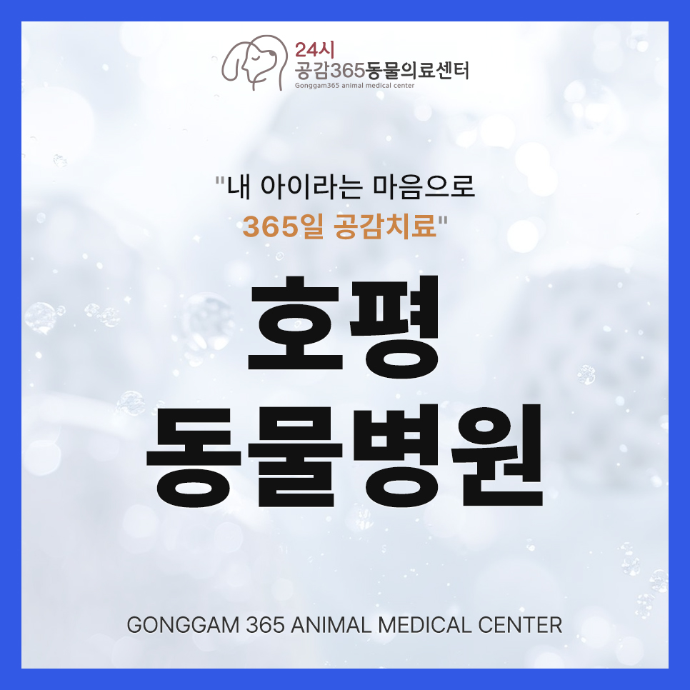 강아지 십자인대 파열, 호평동물병원 증상 및 치료법