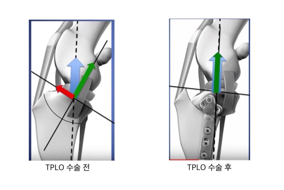 2살 강아지 십자인대 수술 후기: TPLO 성공 사례 — 사진 5