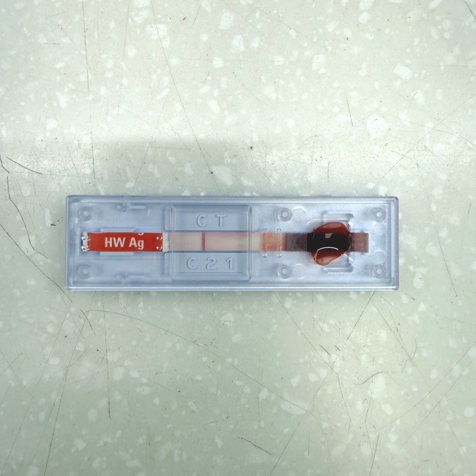 강아지 심장사상충 예방, 검사 없이 먹여도 될까? — 사진 4