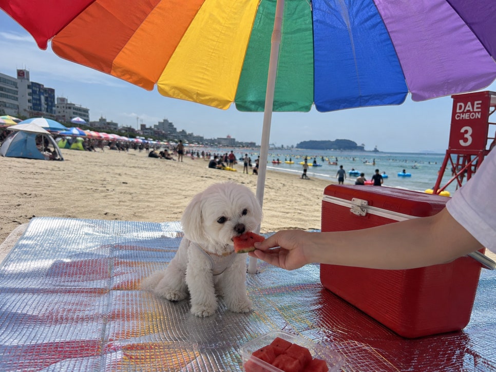 강아지 물놀이 안전수칙: 즐거움과 안전을 동시에 — 사진 5