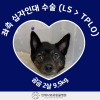 2살 강아지 십자인대 수술 후기: TPLO 성공 사례
