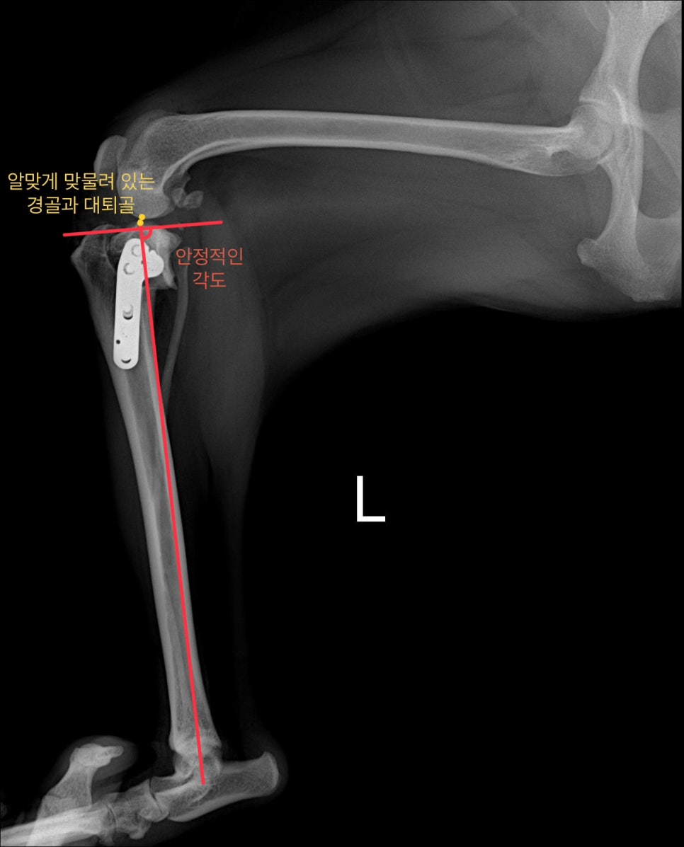 2살 강아지 십자인대 수술 후기: TPLO 성공 사례 — 사진 6