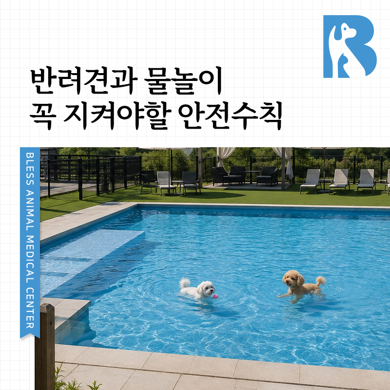 강아지 물놀이 안전 수칙: 구명조끼 착용 및 주의사항