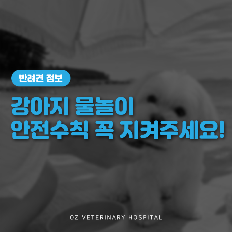 강아지 물놀이 안전수칙: 즐거움과 안전을 동시에