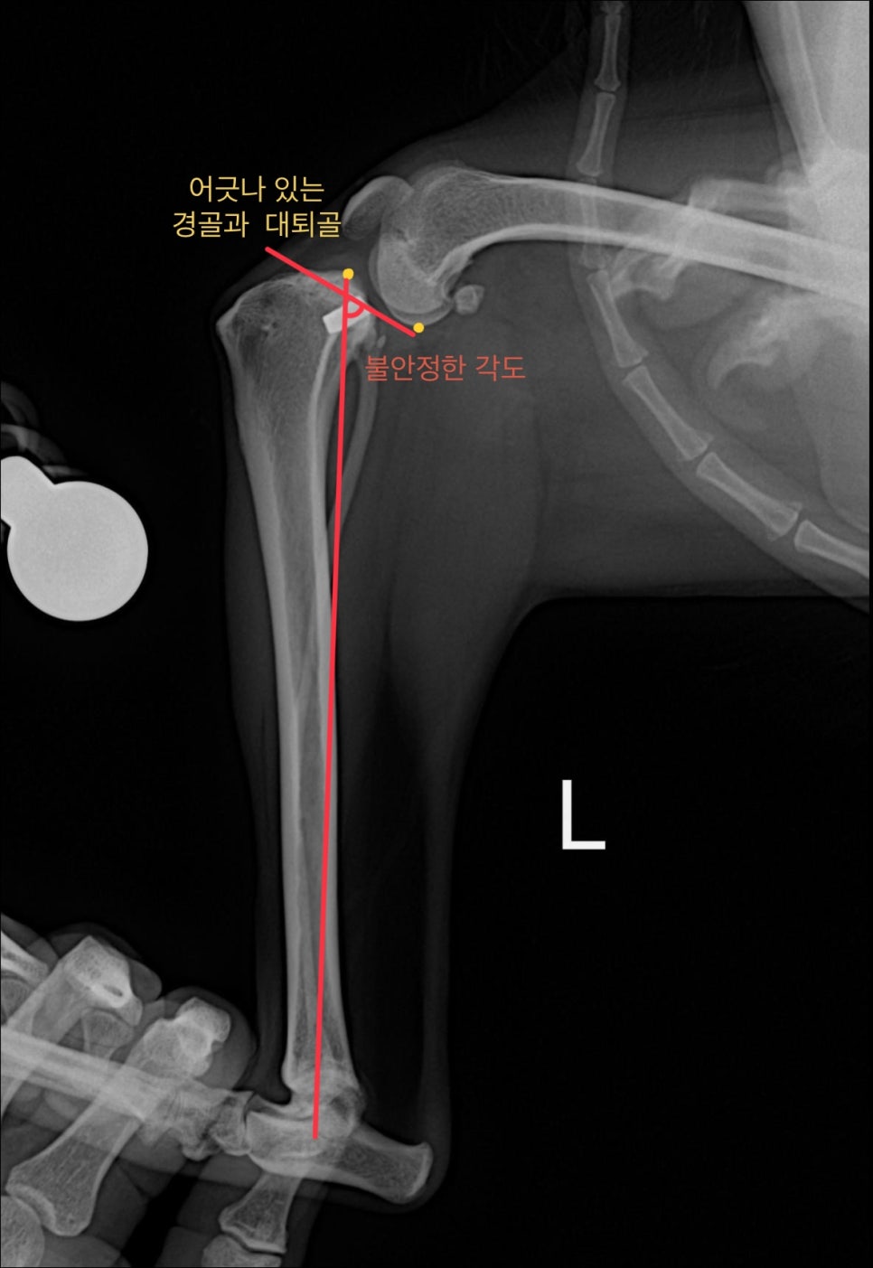 2살 강아지 십자인대 수술 후기: TPLO 성공 사례 — 사진 4
