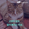 강아지 탈모, 털 빠지는 이유와 병원 진료 시점