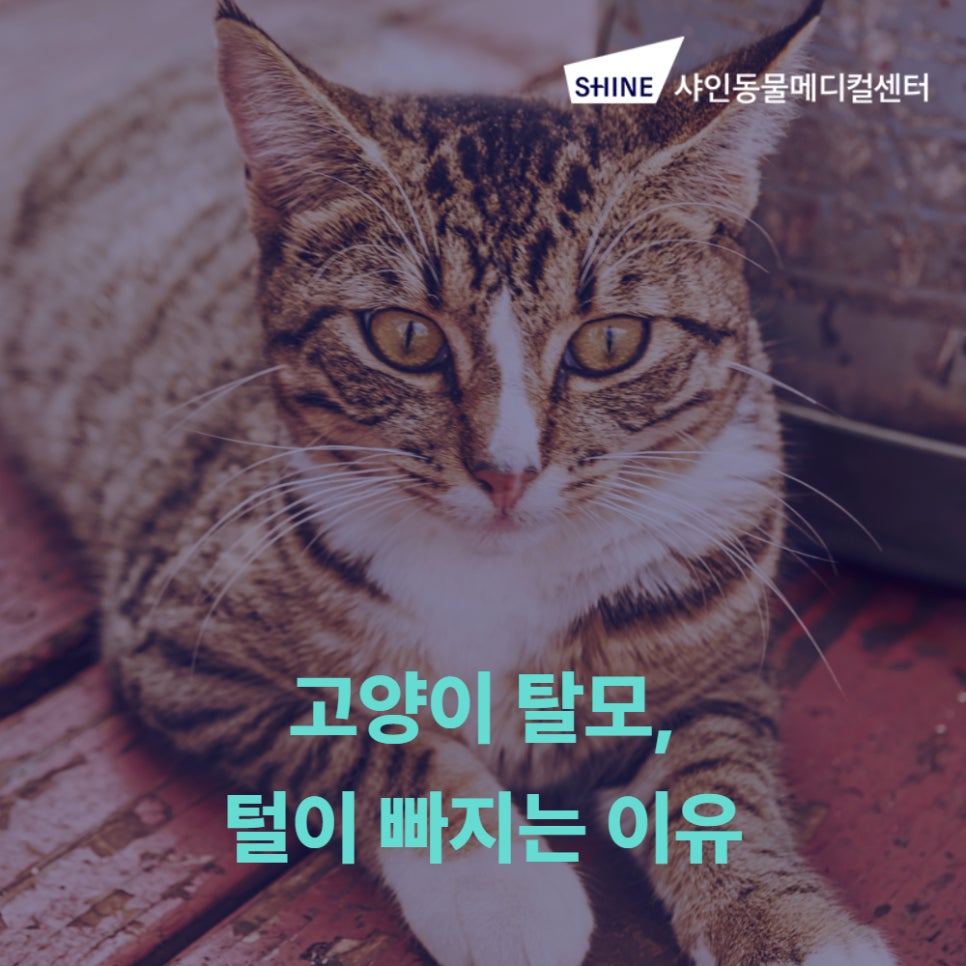 강아지 탈모, 털 빠지는 이유와 병원 진료 시점