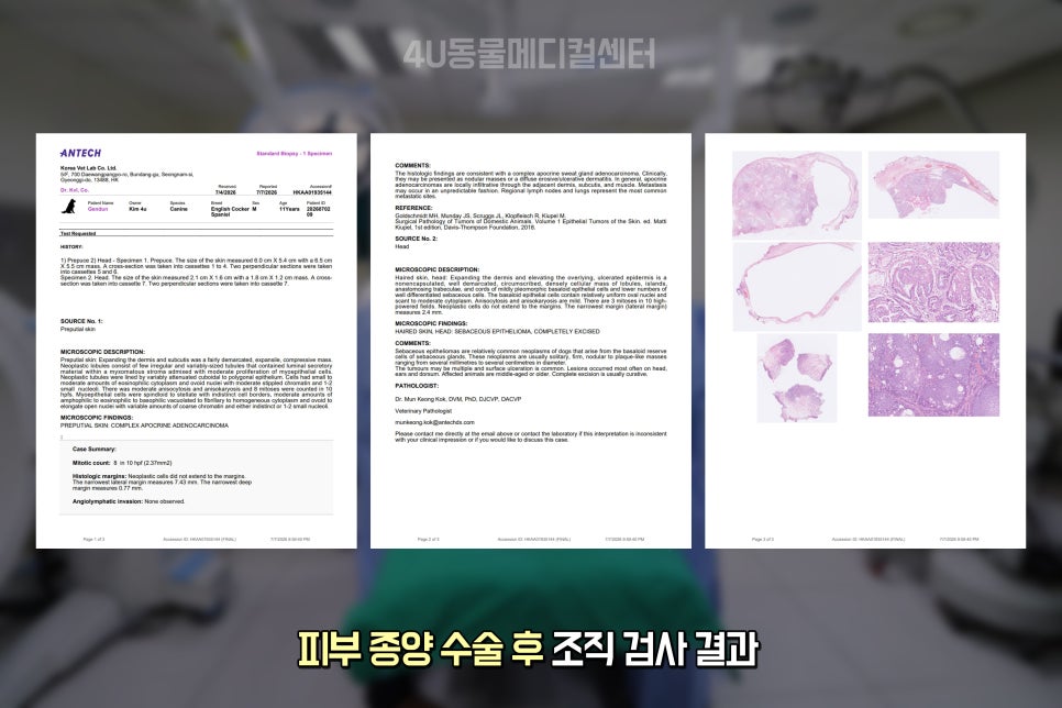 11살 코카스파니엘 생식기·피부 종양 제거 수술 후기 — 사진 10