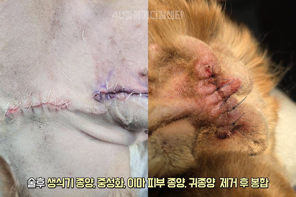 11살 코카스파니엘 생식기·피부 종양 제거 수술 후기 — 사진 6