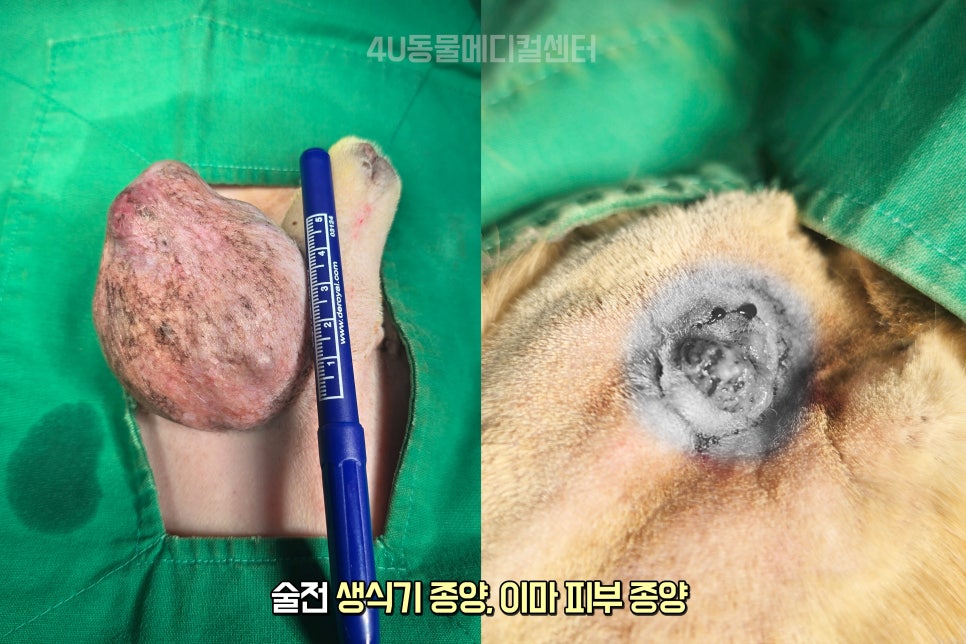 11살 코카스파니엘 생식기·피부 종양 제거 수술 후기 — 사진 5