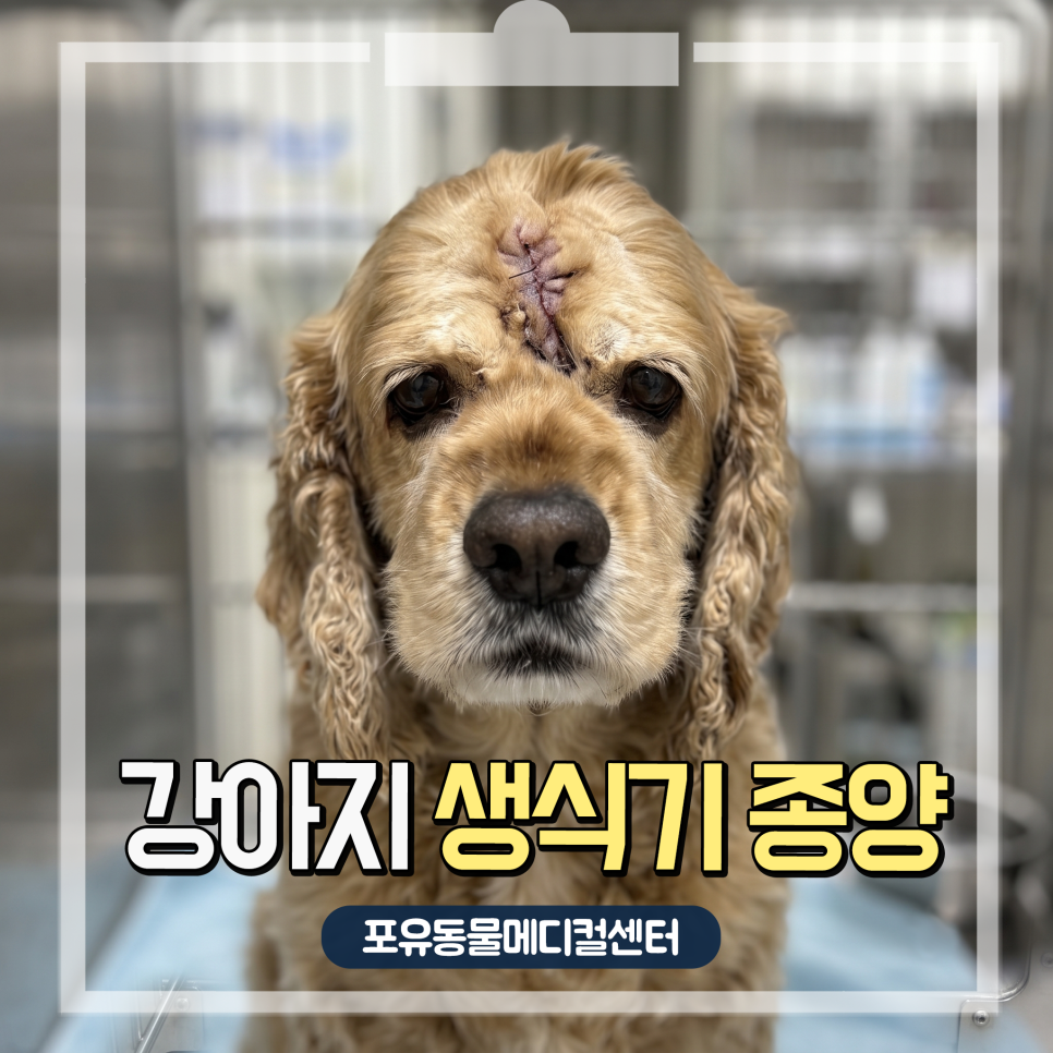 11살 코카스파니엘 생식기·피부 종양 제거 수술 후기