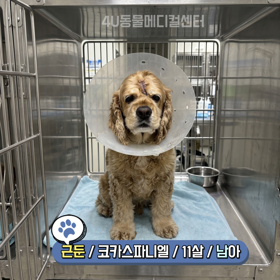 11살 코카스파니엘 생식기·피부 종양 제거 수술 후기 — 사진 2