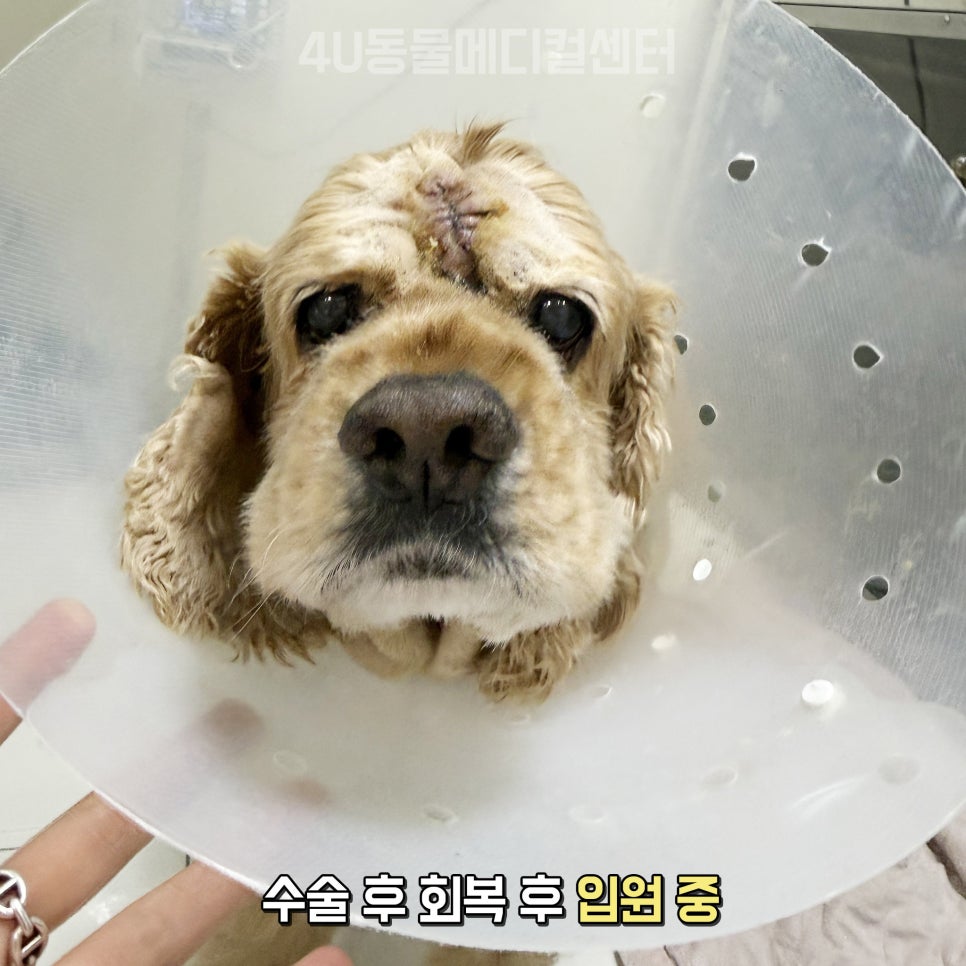 11살 코카스파니엘 생식기·피부 종양 제거 수술 후기 — 사진 8