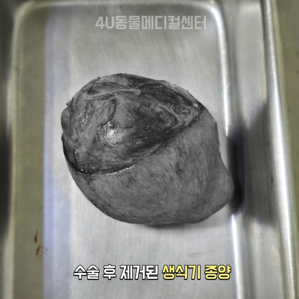 11살 코카스파니엘 생식기·피부 종양 제거 수술 후기 — 사진 7