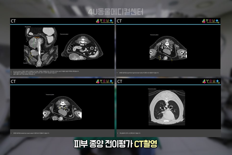 11살 코카스파니엘 생식기·피부 종양 제거 수술 후기 — 사진 4