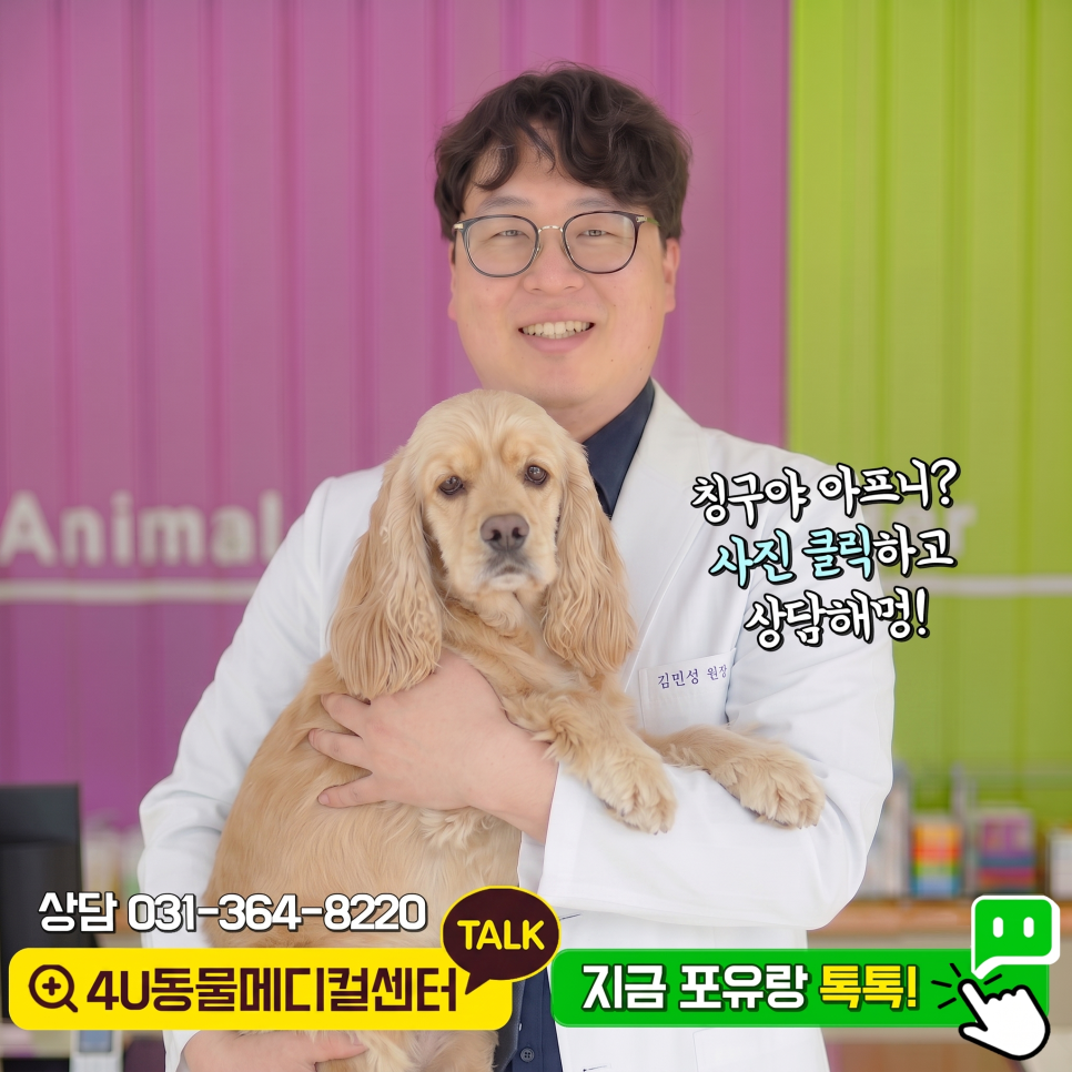11살 코카스파니엘 생식기·피부 종양 제거 수술 후기 — 사진 11