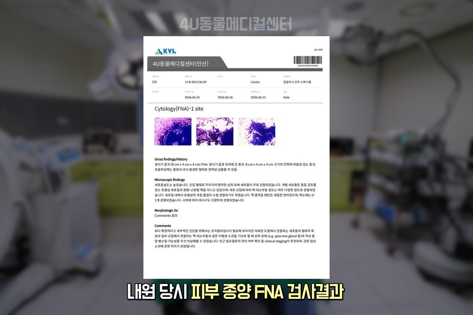 11살 코카스파니엘 생식기·피부 종양 제거 수술 후기 — 사진 3