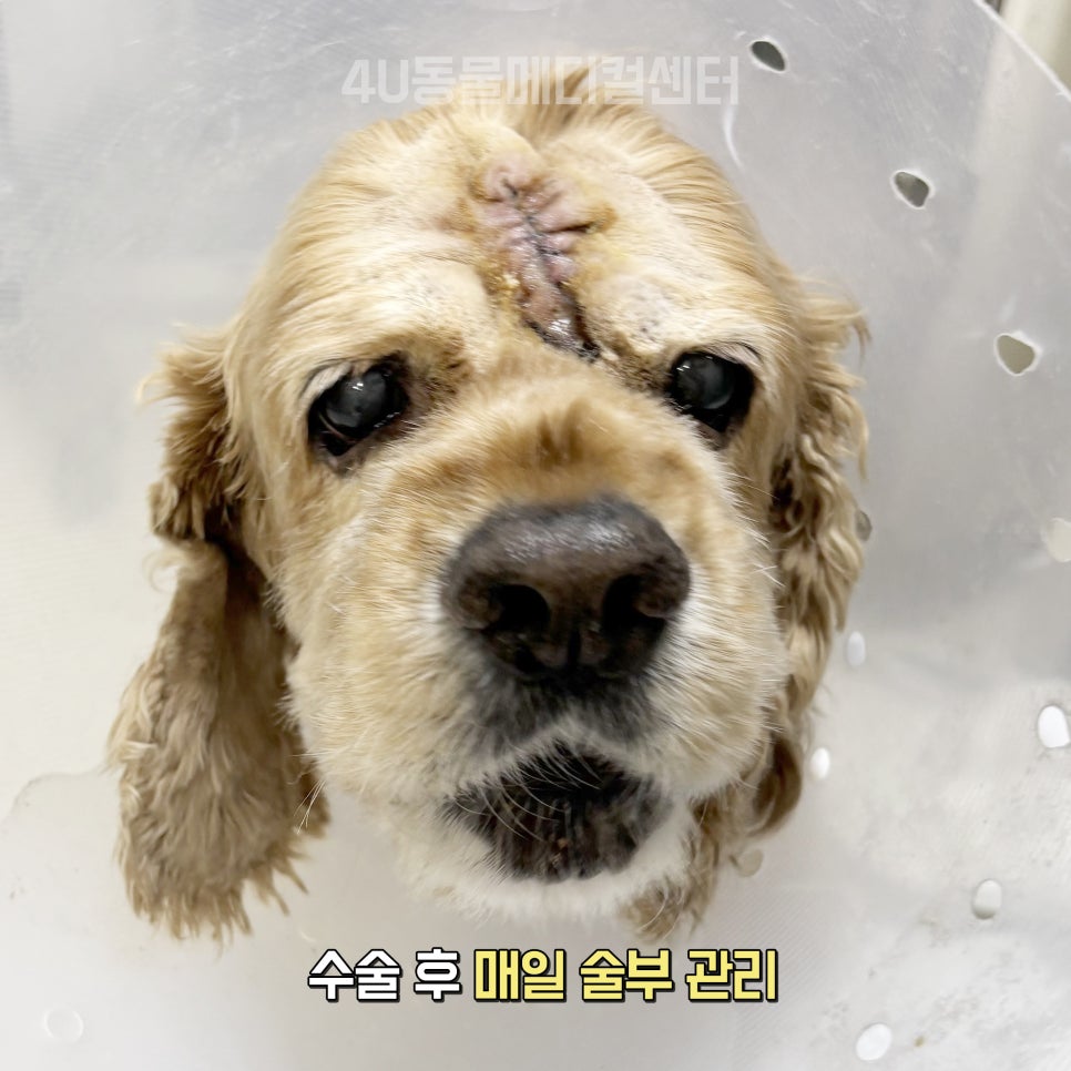 11살 코카스파니엘 생식기·피부 종양 제거 수술 후기 — 사진 9