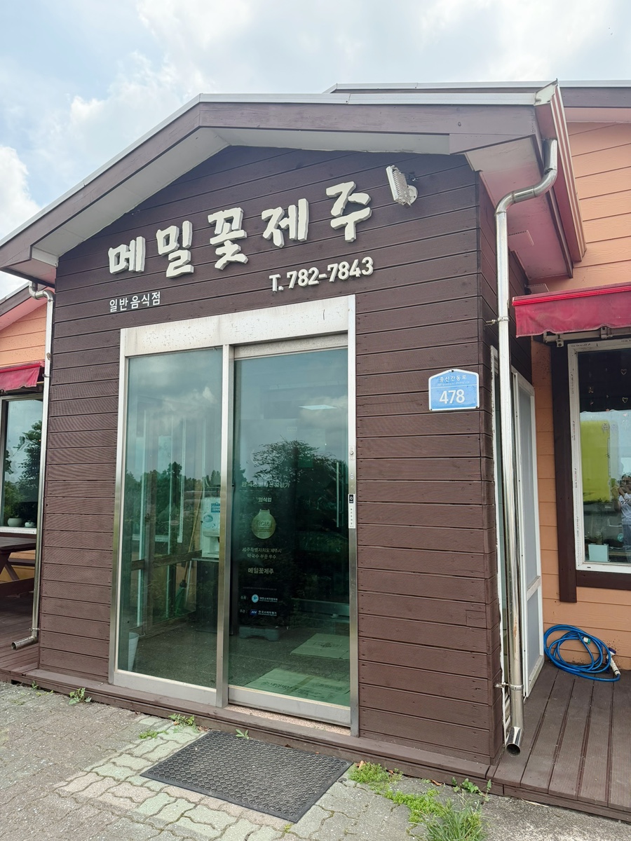 메밀꽃제주 사진 8
