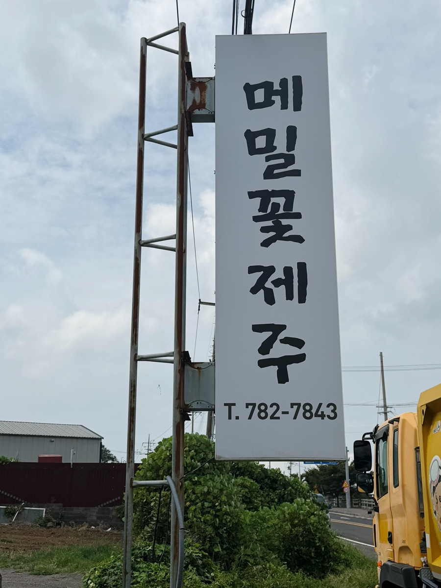 메밀꽃제주 사진 7