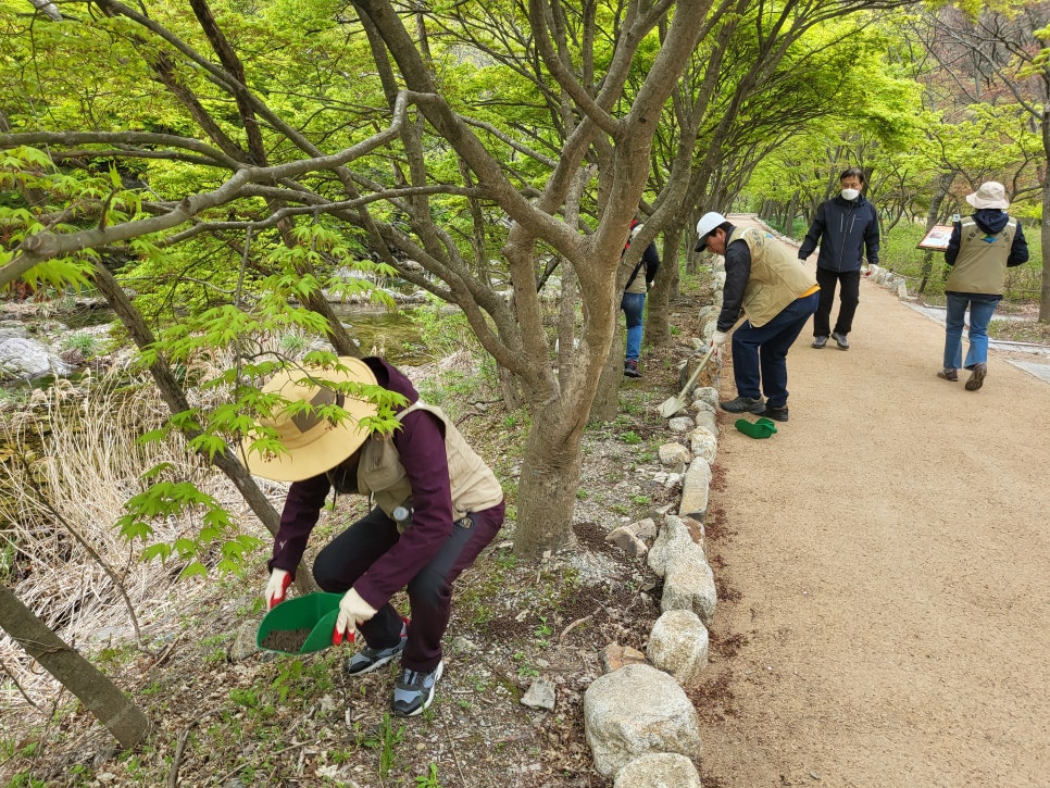 Volunteers spading compost around the base of a maple beside the trail.