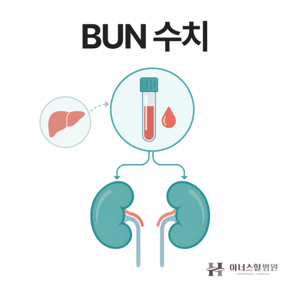 BUN 수치란? 정상수치 범위와 높으면·낮으면 의미