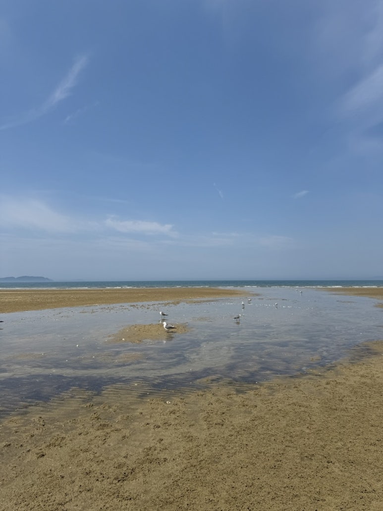 The gently shelving sand and pine woods of Cheongpodae beach in Taean.