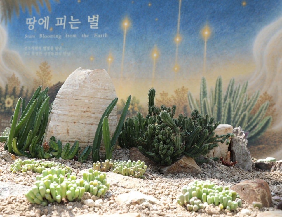 자갈 바닥 위에 심긴 다육식물 군락과 기둥선인장