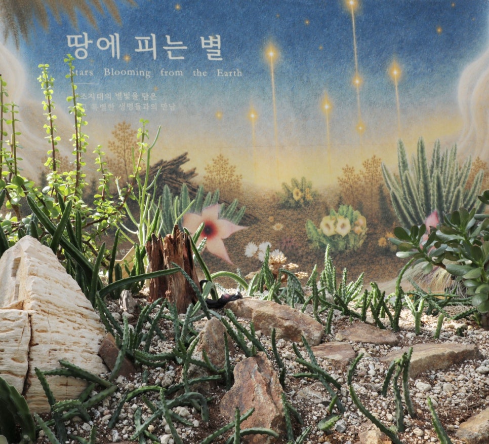 자갈밭에 방사형으로 퍼져 자란 각진 줄기의 다육식물 군락