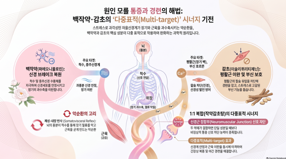 작약 감초의 시너지