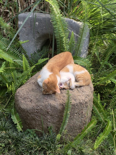 정원의 돌 위에서 쉬고 있던 고양이
