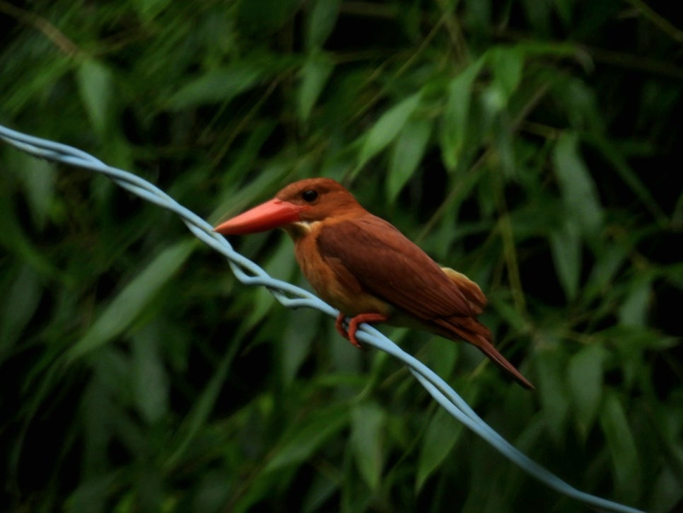 A ruddy kingfisher, a summer migrant with an orange bill, perched on a branch.