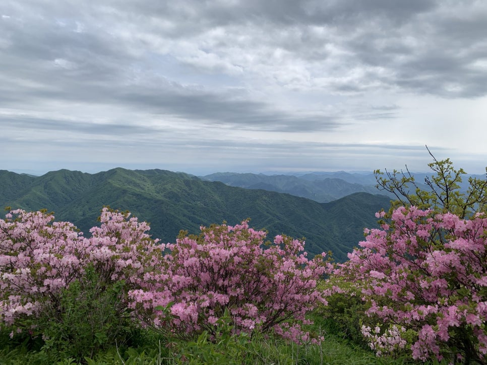 A colony of royal azaleas covering the Sobaeksan ridge in pink.