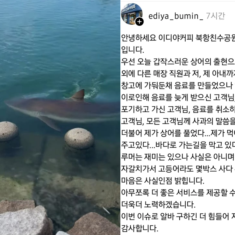 조심하라고 문자 보냈더니 더 몰렸다 상어 출몰로 핫플된 부산 북항 뜻밖의 수혜자들 근황 하나로 분위기 이미지 1