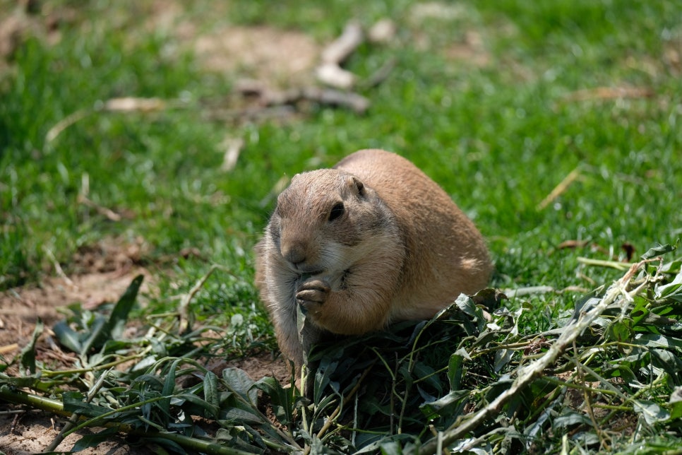 A black-tailed prairie dog sitting upright at the mouth of its burrow.