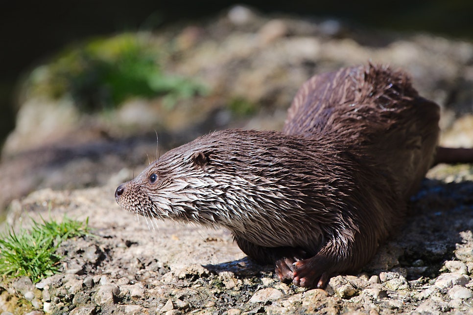 A wet otter perched on a rock beside water, head turned to one side.