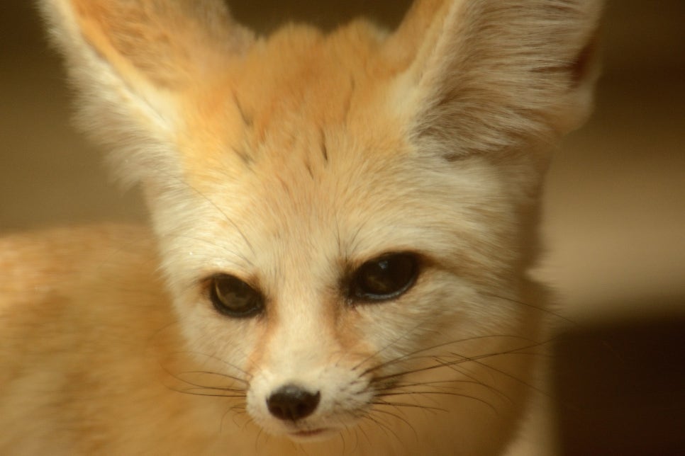 A fennec fox with oversized ears sits on sand, facing the camera.