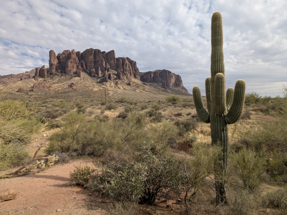 A tall saguaro cactus with raised arms standing against a blue sky.
