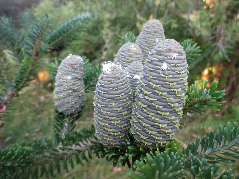Upright cylindrical cones at the tip of a Korean fir branch.