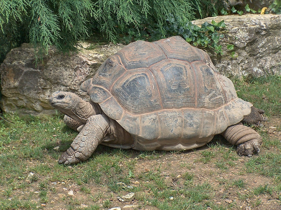 An Aldabra giant tortoise with a high domed shell walking slowly over grass.