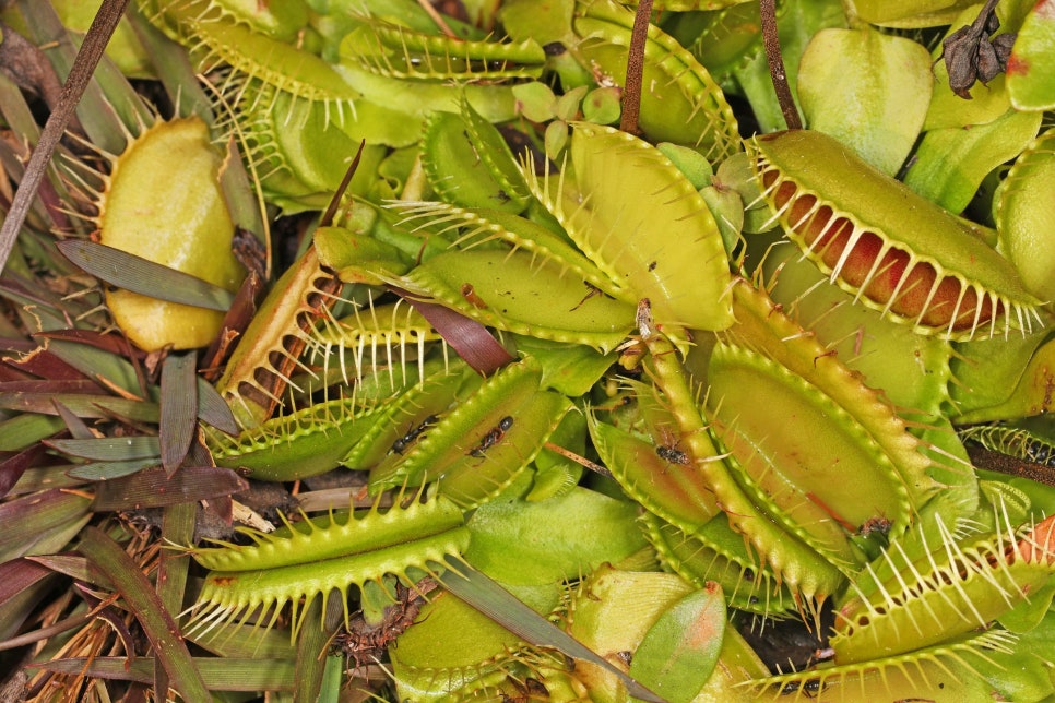 An open Venus flytrap leaf showing its red inner surface and spiked margins.