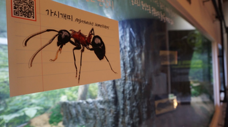 가시개미의 학명 Polyrhachis lamellidens가 적힌 전시 설명 패널.