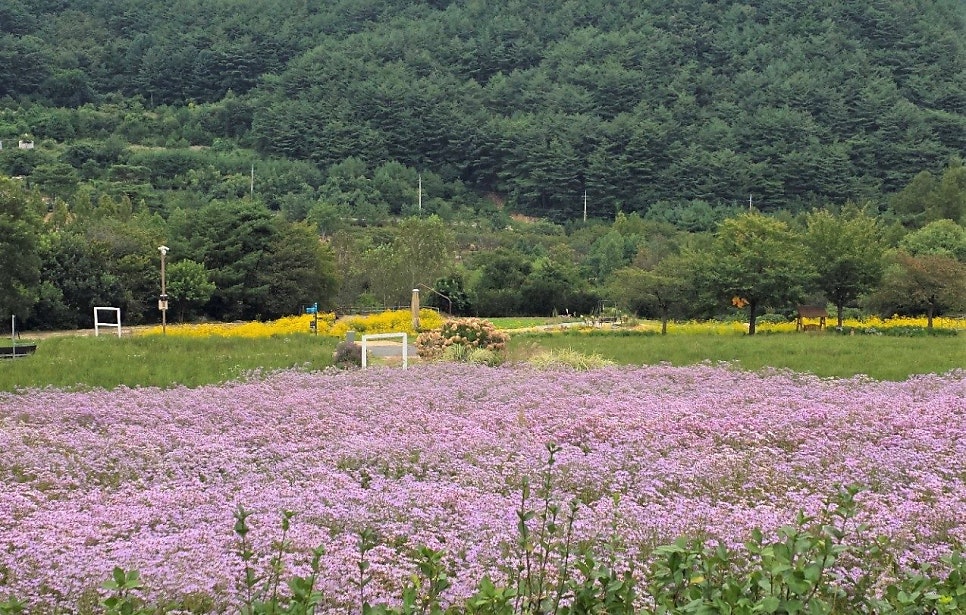 연보랏빛 개미취 꽃이 빽빽하게 피어 물결처럼 이어진 모습.