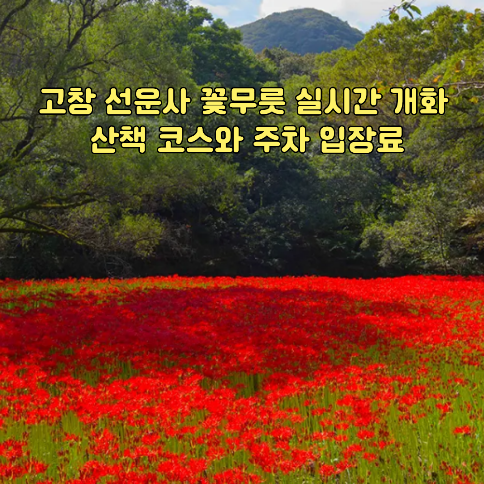 고창 선운사 꽃무릇 실시간 개화, 산책 코스와 주차 입장료를 정리한 가을 여행 안내