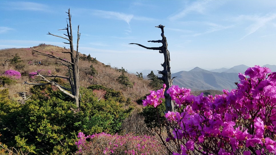 능선을 분홍빛으로 덮은 덕유산 철쭉