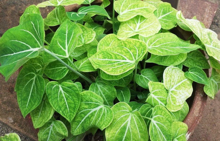 칼라디움 솜부르키(Caladium schomburgkii) : 네이버 블로그